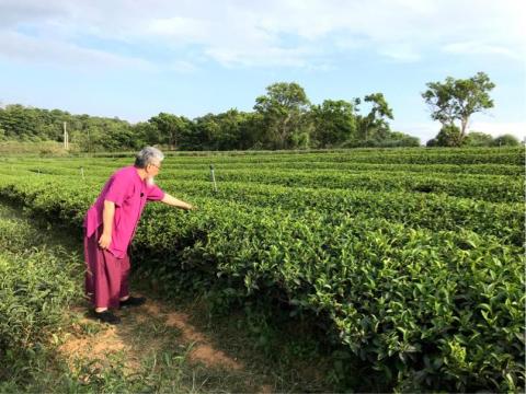 楊舒涵 - 中國 茶文化節目