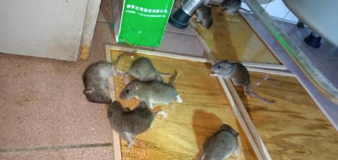 安逸環保服務有限公司 - 桃園區住家捕獲一大群老鼠