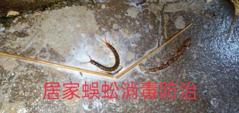 安逸環保服務有限公司 - 永和區居家蜈蚣消毒防治