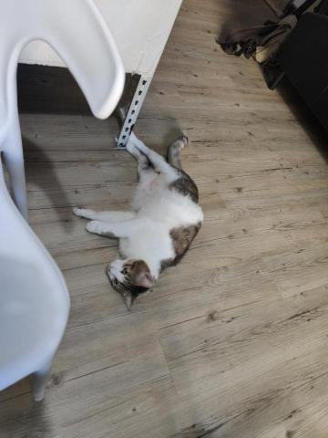 路西法特寵寄宿 - 