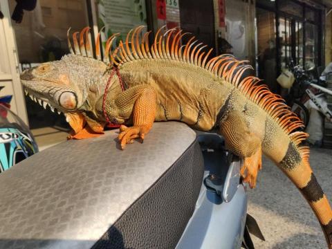 路西法特寵寄宿 - 