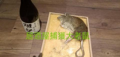 安逸環保服務有限公司 - 居酒屋老鼠防治，大隻都黏上