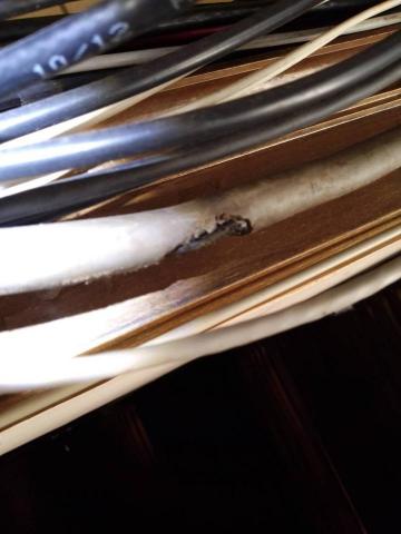 驅蟲氏除蟲消毒工作室 - 被咬破的電線 有走火的危險