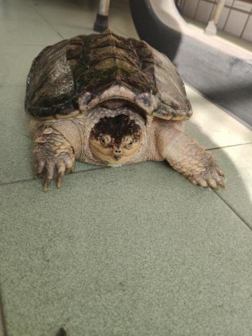 路西法特寵寄宿 - 