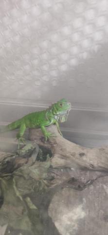 路西法特寵寄宿 - 