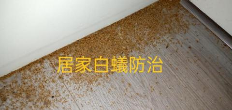 安逸環保服務有限公司 - 居家白蟻嚴重滅蟻