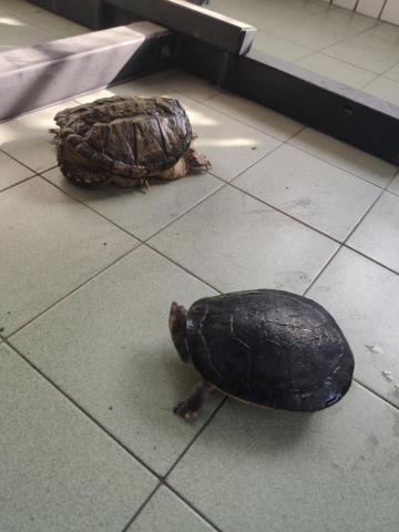 路西法特寵寄宿 - 