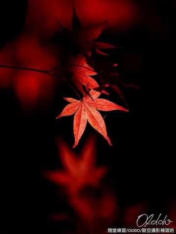 歐豆攝影短期補習班 - 