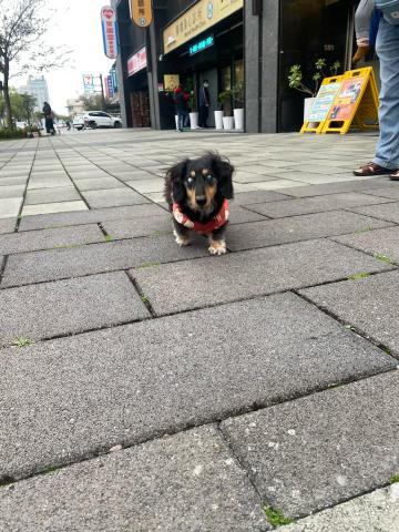 唯你wini - 長毛臘腸，小點今年10歲
不綁繩，雙眼失明、聽聲音為主，乖巧膽小，需要耐心陪伴照顧