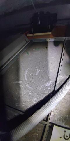 驅蟲氏除蟲消毒工作室 - 老鼠腳印