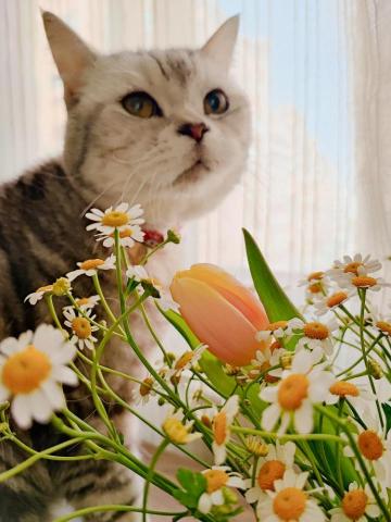 Meet Lucky Studio 手機攝影 - 寵物攝影 Meet Lucky Studio 手機攝影 - 寵物攝影