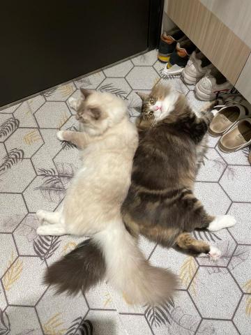 Jordan - 耐心教導貓咪