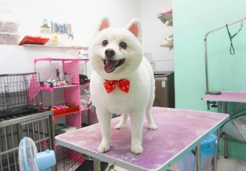 揪甘心寵物旅館 - 