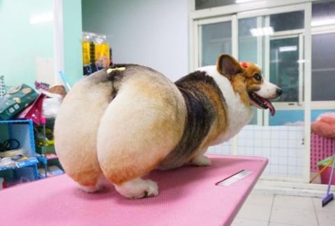 揪甘心寵物旅館 - 