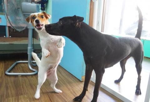 揪甘心寵物旅館 - 