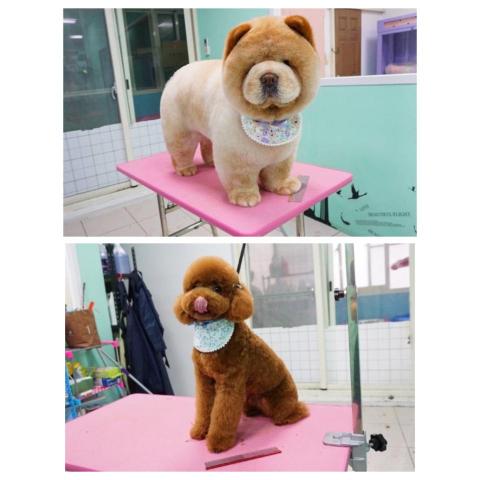 揪甘心寵物旅館 - 