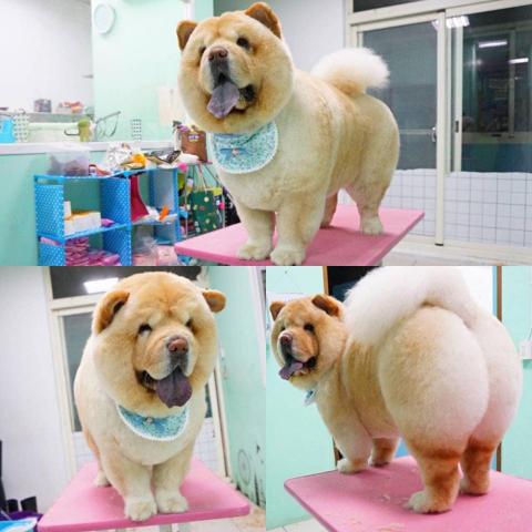 揪甘心寵物旅館 - 