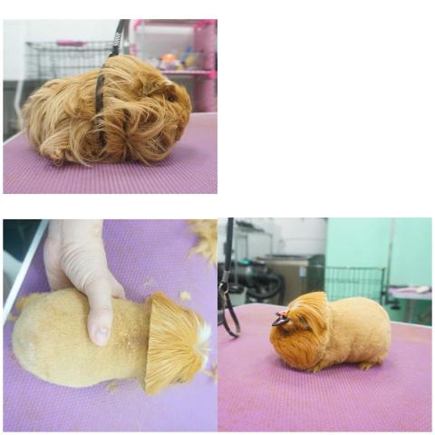 揪甘心寵物旅館 - 