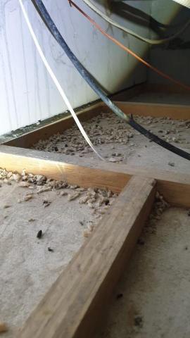 海呈有限公司 - 居家滅鼠防治