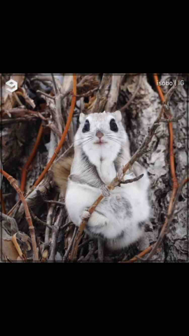 提供學畫服務的專家魚傘的創作委託