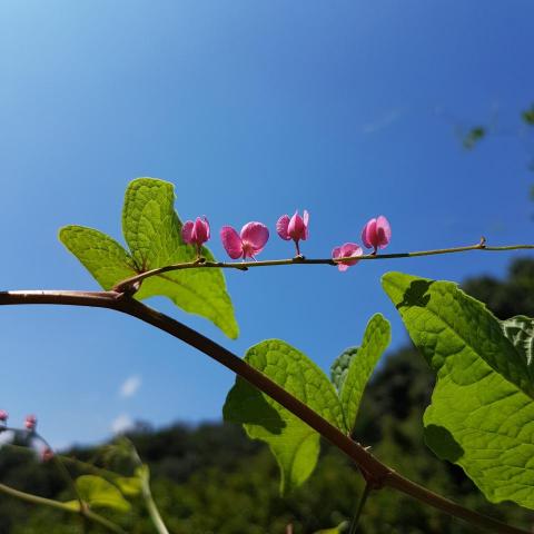 玉米｜黃昱銘-全內容與數位分身製作專家 - 「打開你的攝影眼」目標是讓所有上過課的人能輕鬆拍照。

官網可搜尋「打開你的攝影眼」