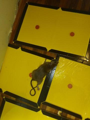 嘉澤滅鼠封堵防治工程 - 豪宅抓鼠 嘉澤滅鼠封堵防治工程 - 豪宅抓鼠