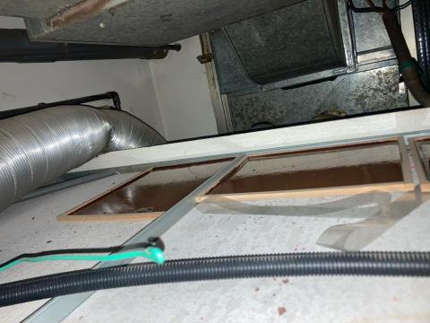 恆冠環衛有限公司 - 鼠板擺放 恆冠環衛有限公司 - 鼠板擺放