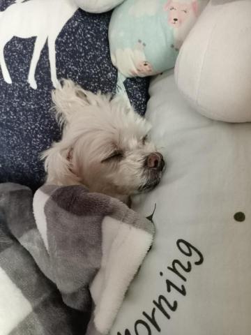 提供推拿服務的專家張丞丞