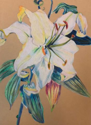 林芃萱 - 色鉛筆