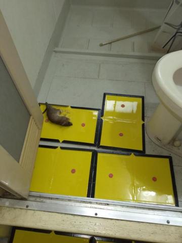 嘉澤滅鼠封堵防治工程 - 現抓活鼠 嘉澤滅鼠封堵防治工程 - 現抓活鼠