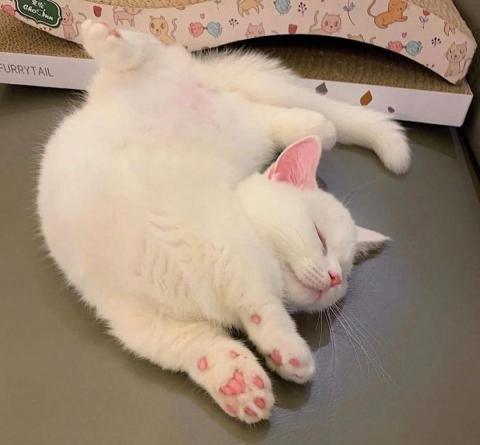 提供pr剪輯服務的專家ToRo小作坊