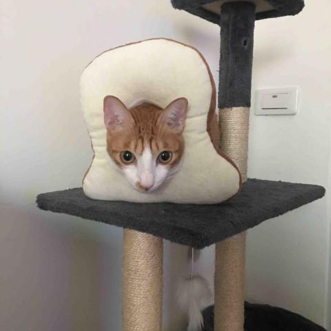 提供運動套裝女服務的專家鄭婉蘋