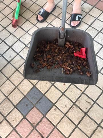 權翰環保企業社 - 社區污水池消毒成果