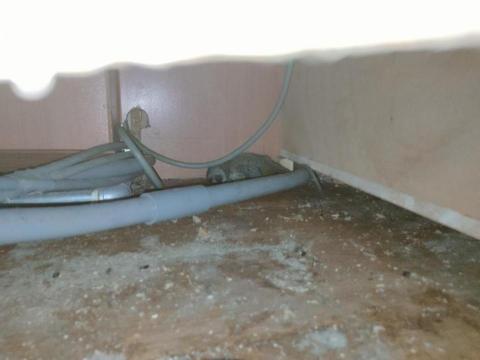 靜恩家事服務社 - 抓老鼠