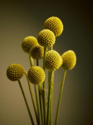 利光大助攝影工作室 - 