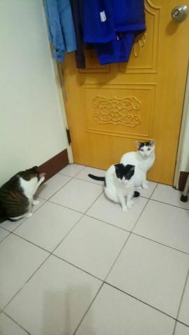 柯全泰 - 如果您家中有飼養貓孩寶貝更不用擔心，泰清潔一樣幫您清理每一個角落的毛屑，讓您可以免於過敏之苦，和貓寶貝共享幸福甜蜜舒適的居家生活喔！