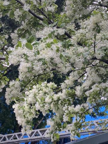 提供同步口譯服務的專家Sabrina Kao