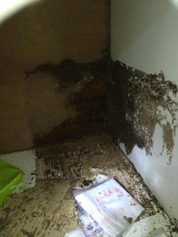 嘉澤滅鼠封堵防治工程 - 櫃內白蟻 嘉澤滅鼠封堵防治工程 - 櫃內白蟻