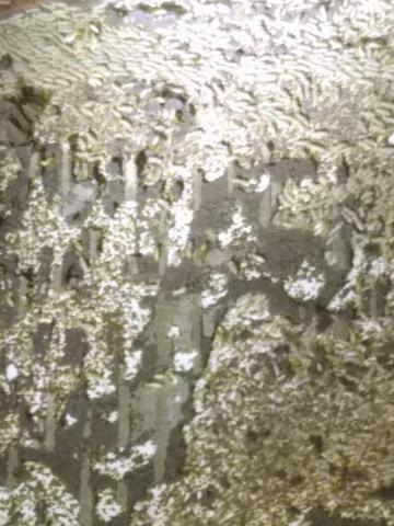 嘉澤滅鼠封堵防治工程 - 白蟻? 嘉澤滅鼠封堵防治工程 - 白蟻?