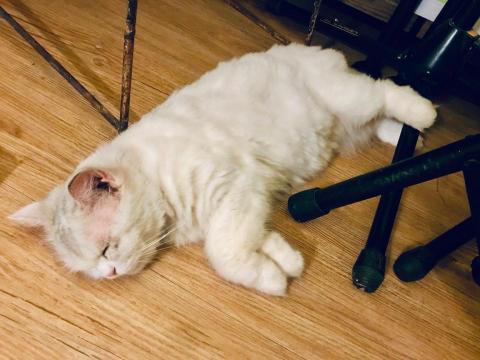 詹俊毅 - Swingcat❤️