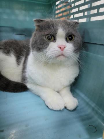 就愛毛寶貝寵物美容 - 貓咪洗澡