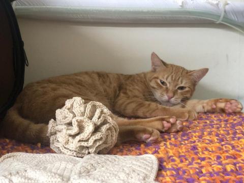 林綠洋 - 寵物墊子+小玩具