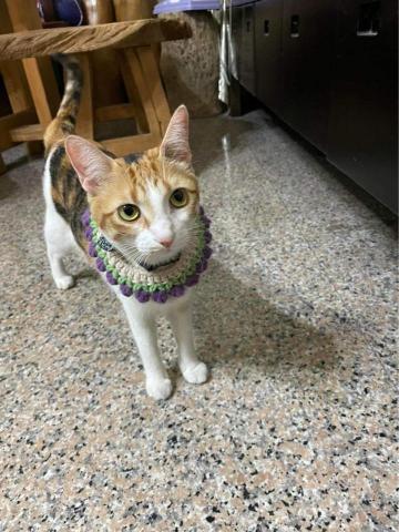 林綠洋 - 寵物項圈