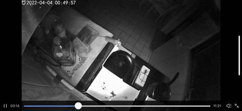 驅蟲氏除蟲消毒工作室 - 飛躍中的老鼠