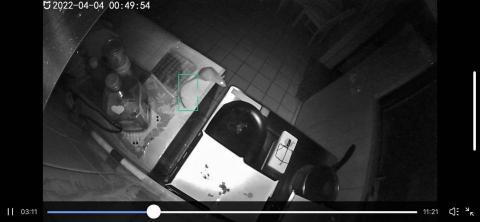 驅蟲氏除蟲消毒工作室 - 客戶家出沒的巨大老鼠  已捕獲