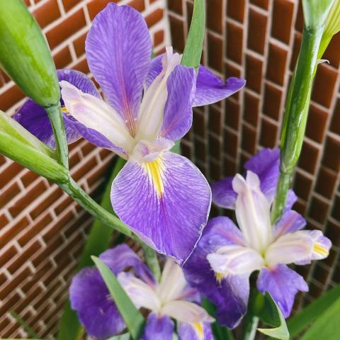 光之火炬 - 意識的轉動個案分享～～～


「愛情」是一種修鍊 ❤️

個案分享✨✨✨

常常聽到個案說去過那裡那裡就醫找不到原因，今天是「青光眼」。

一開始就發現她內在一排「防禦工事」能量暗黑，靈性雪白翅膀展翅，看得出來受過很多傷，用能量還原，將意識調整很多層次，發現原來這是她「自我修練」的旅程，約莫2-3年，肇因是她多生累世的巫士能否備受攻擊，這世又是最後一世（另一邊打開乘願再來）一個在腸道是「施身法」力量，做用在身體就是「發炎」意圖是供養給「蛆」；另一邊在「腹側」是禪修的「法棒」。

作用在這世的入世修，她創造