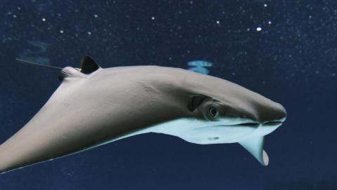 DWH - Use Fuji X-s10