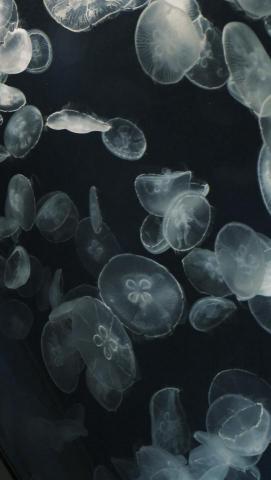 DWH - Use Fuji X-s10