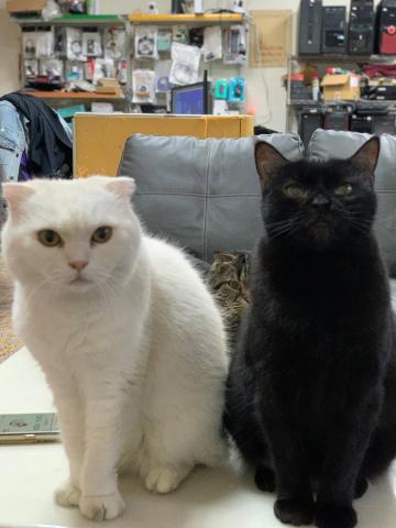 玉聖電腦 - 店貓