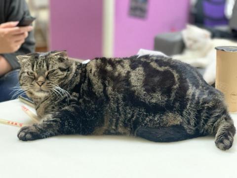 玉聖電腦 - 店貓